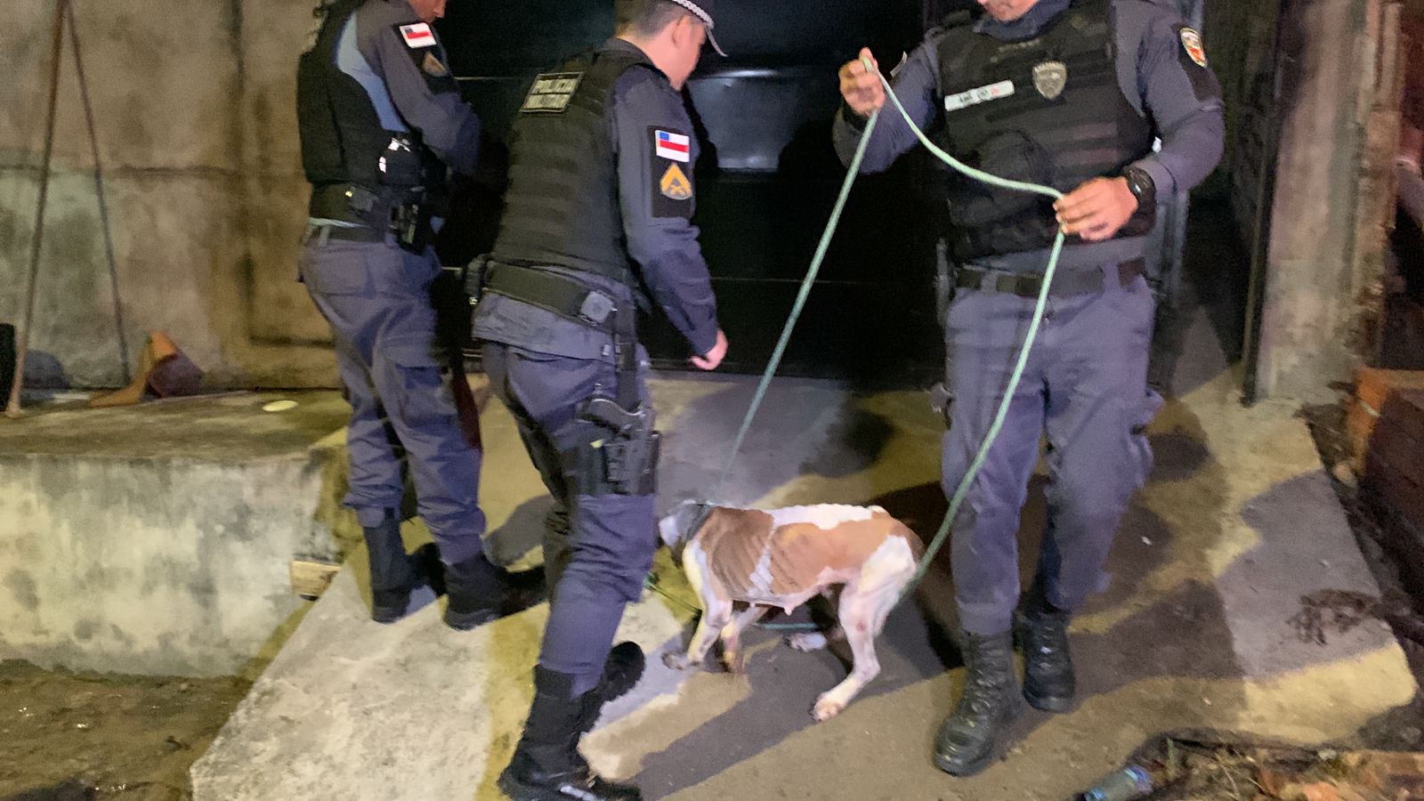 Cachorros são encontrados desnutridos em casa em Manaus; um se alimentava de animal morto