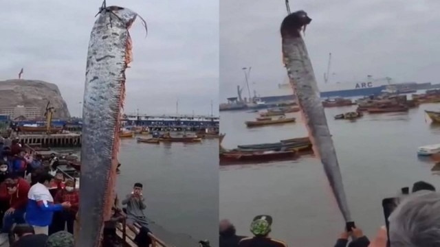 Peixe gigante que ‘anuncia’ terremoto aparece no Chile e causa pânico em população; vídeo