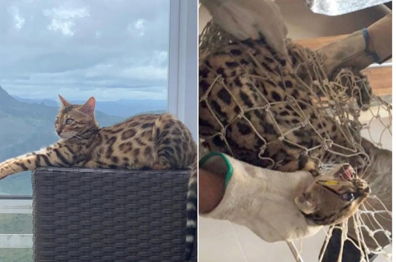 Gata de raça avaliada em R$ 7 mil é confundida com onça e solta por bombeiros em mata