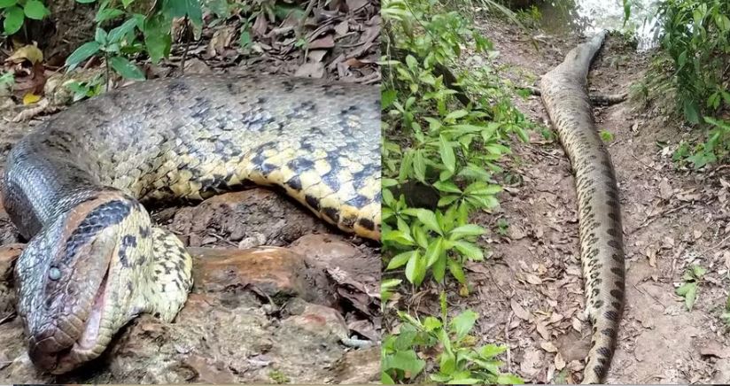 Sucuri amazônica de quase 7 metros que viralizou nas redes sociais é encontrada morta
