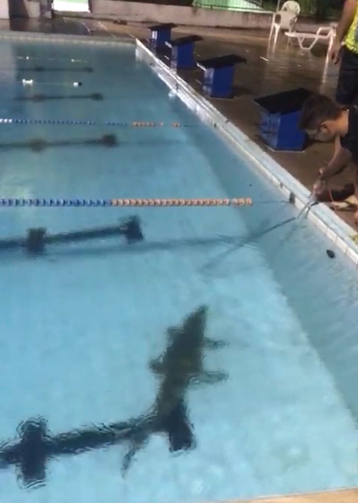 Vídeo mostra jacaré em piscina do Bosque Clube em Manaus