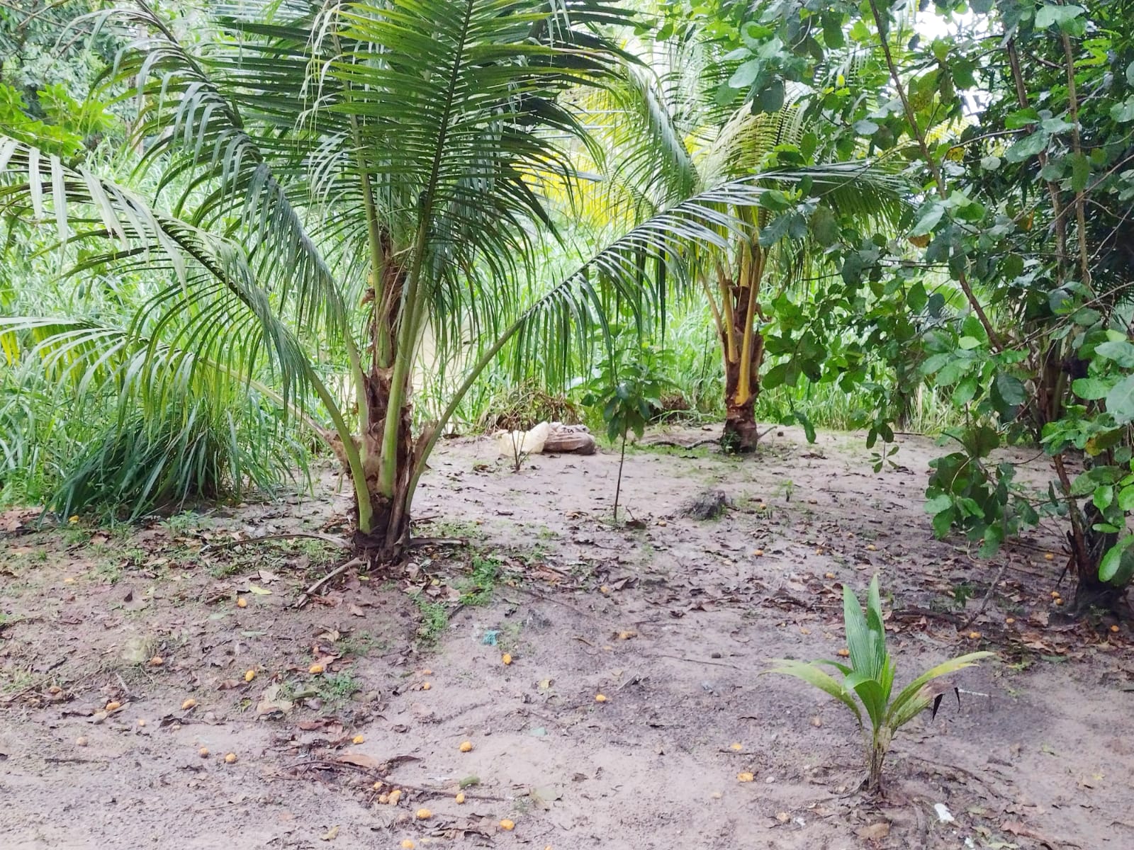Pastor encontra cabeça e membros do irmão esquartejado em Manaus