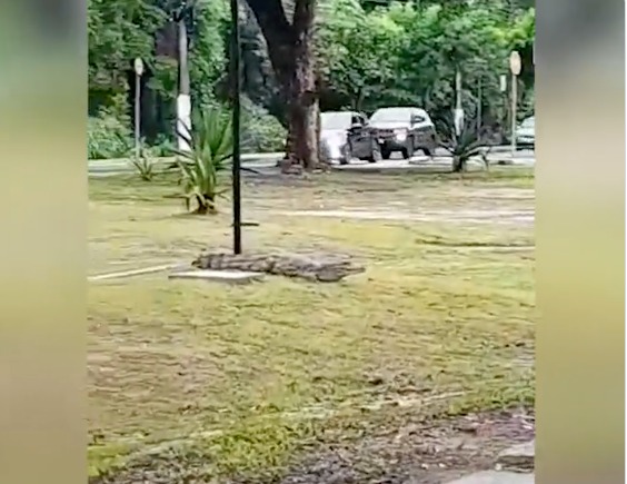 Após chuva em Manaus, Jacaré é visto dando 'uma volta' na Bola das Letras