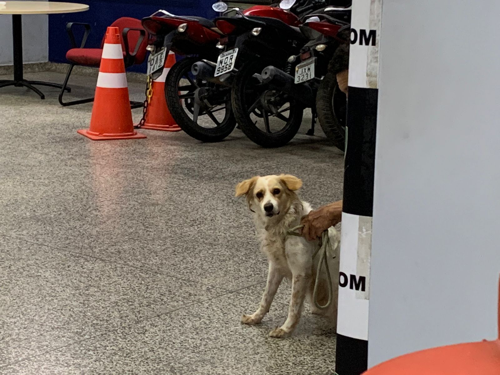 Homem é preso após vizinho gravar vídeo de abuso sexual contra cachorro em Manaus