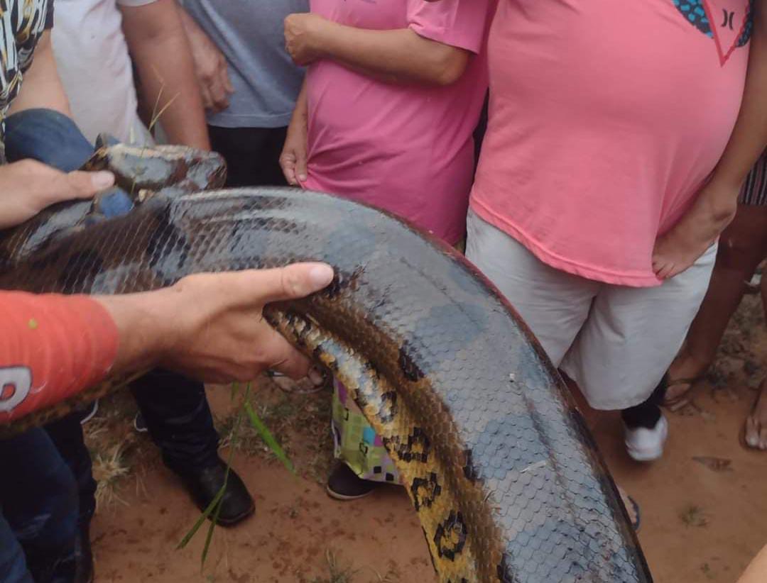 Sucuri gigante é capturada após comer cachorros e causar pânico em moradores