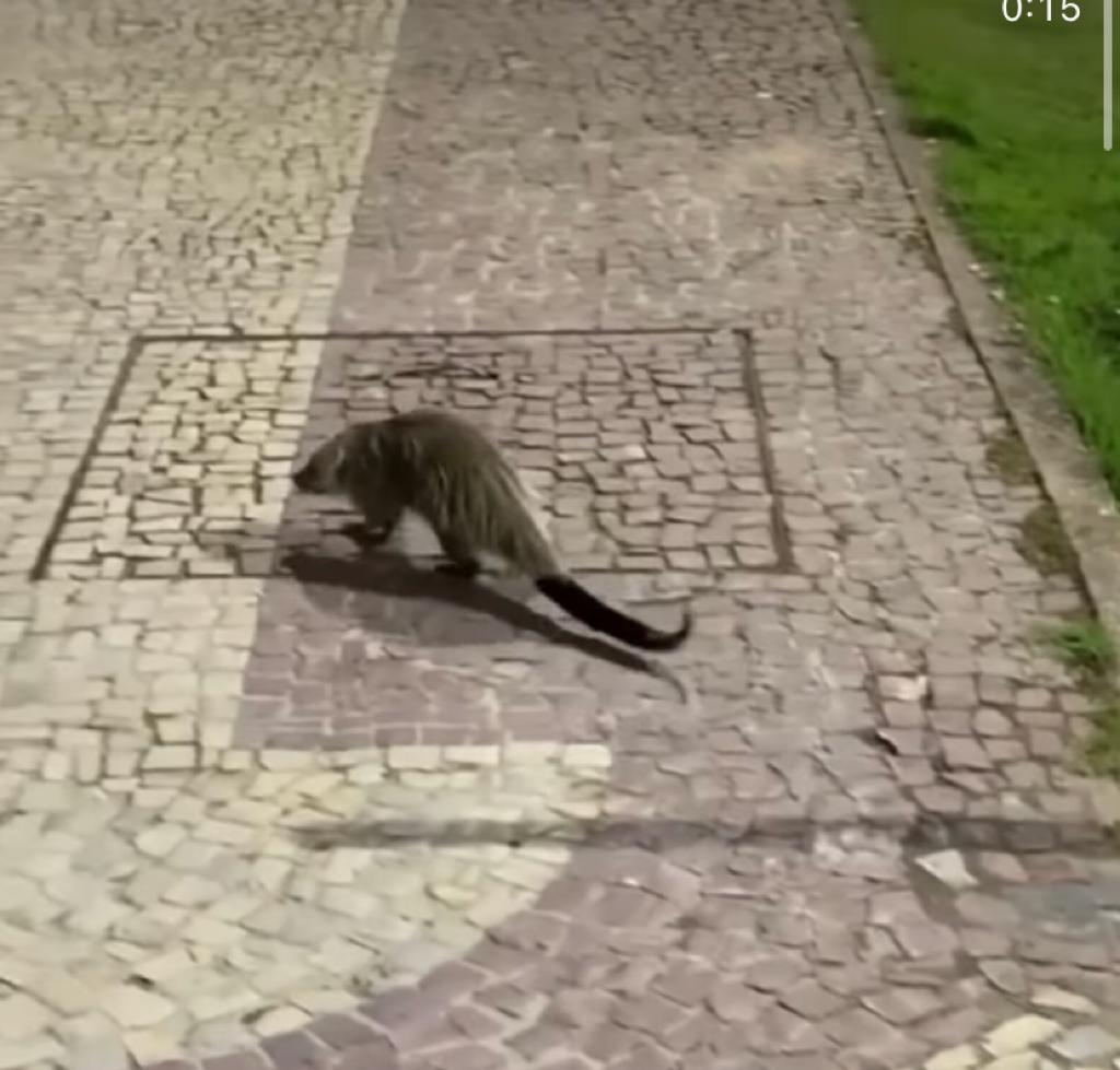 Vídeo: Animal ‘diferentão’ passeia na Ponta Negra e intriga web em Manaus; saiba o que é