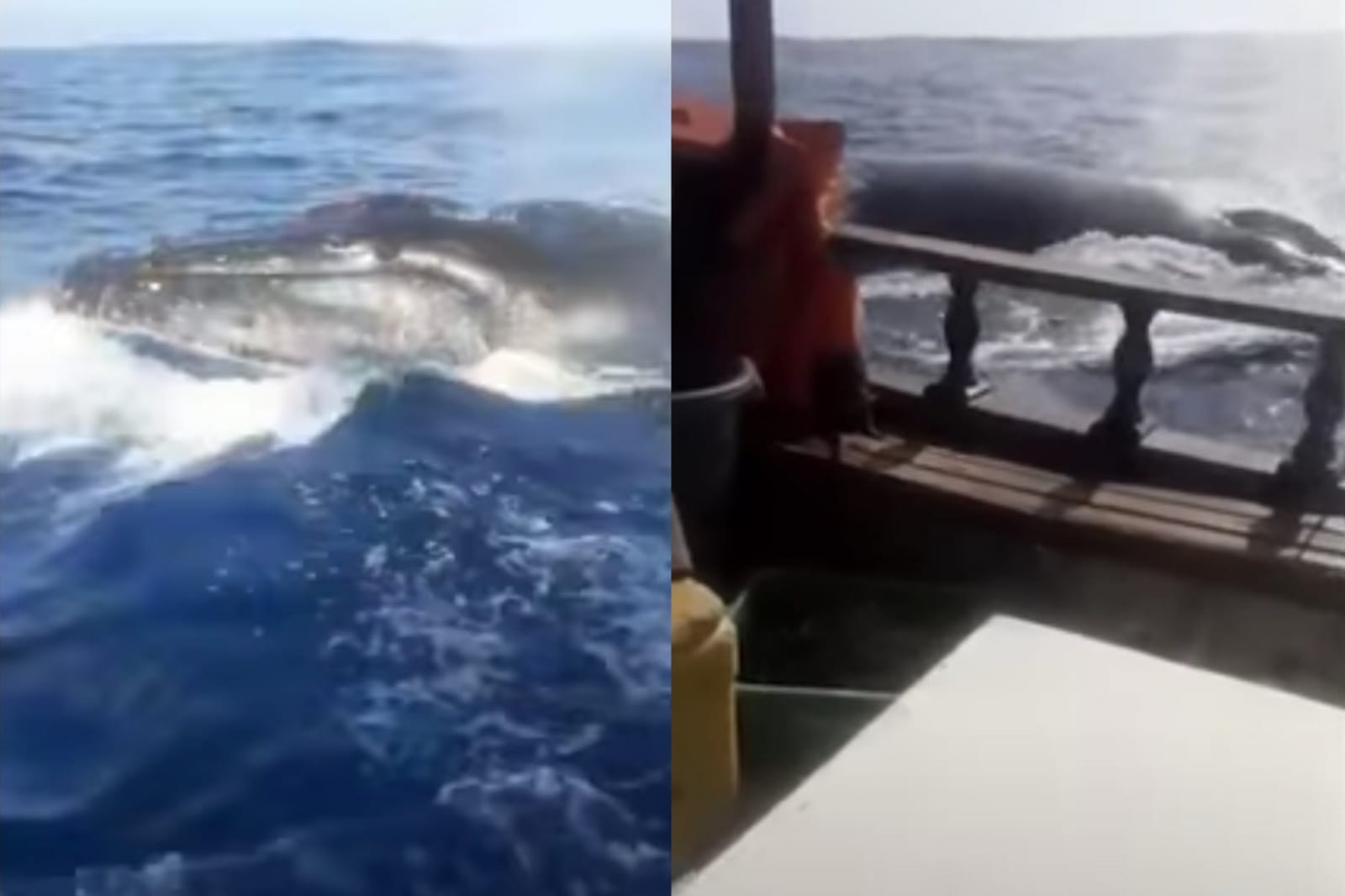 Vídeo: Baleia jubarte persegue barco e deixa pescadores em pânico