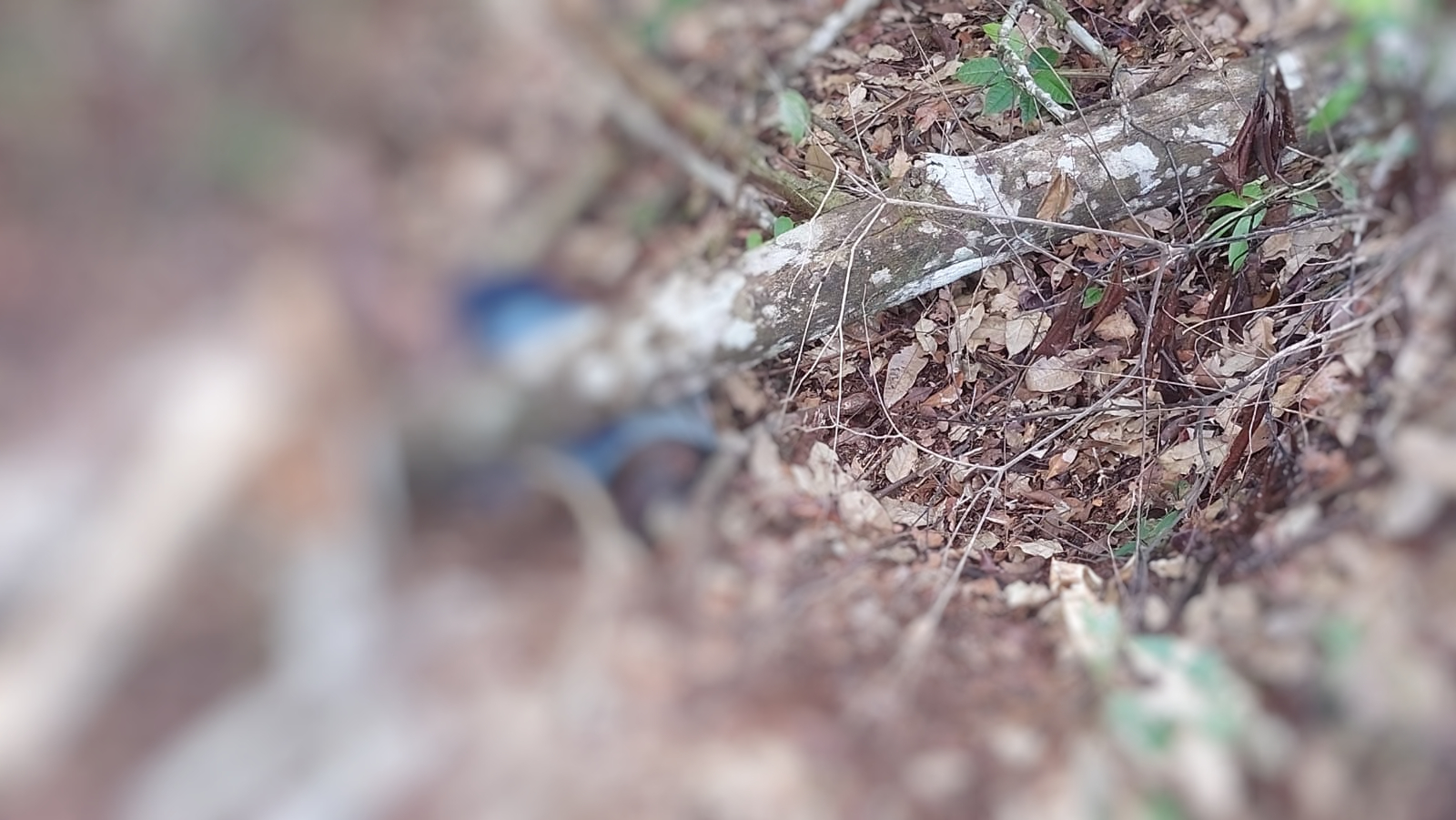 Corpo em decomposição é encontrado por moradores em ramal na AM-010