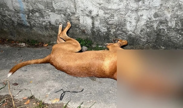 PM investiga policiais após morte de cachorro com tiro na cabeça em Manaus