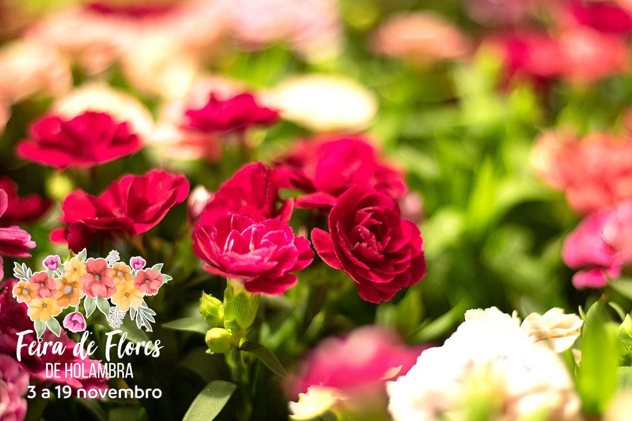 Feira de Flores de Holambra chega a Manaus com uma explosão de cores e 200 tipos de flores 