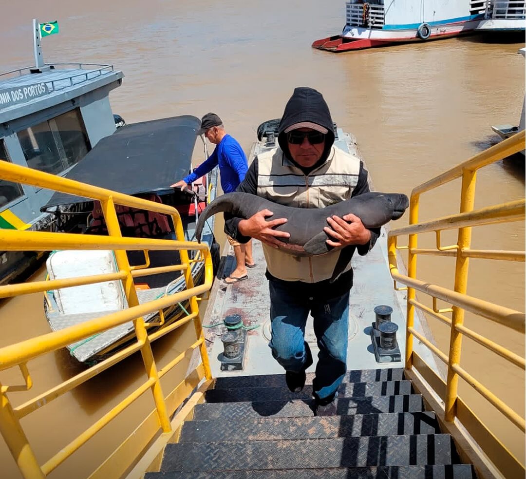 Filhote de peixe-boi resgatado em Barreirinha é entregue ao INPA
