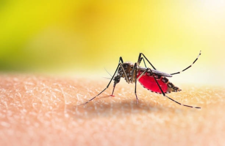 Com aumento de casos de dengue, Peru diz que vai declarar emergência sanitária