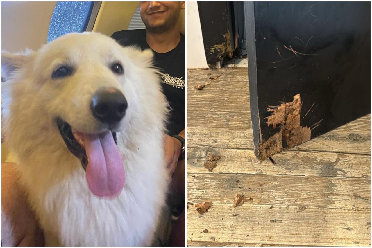 Cachorros de Nattan sequestrados por Henrique, da dupla com Juliano, destroem casa de cantor