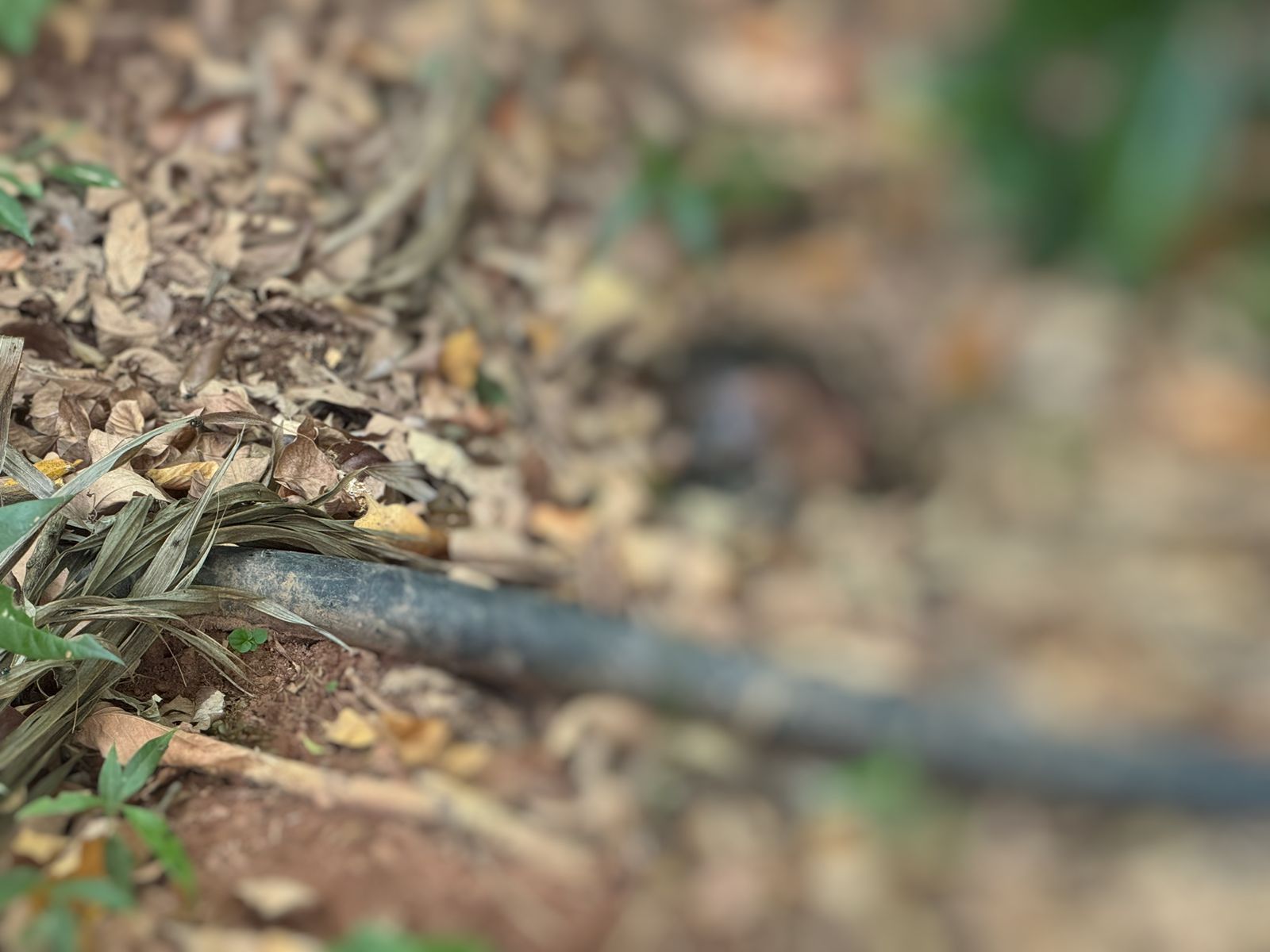 Polícia encontra cabeça de homem desovado em matagal no São Raimundo