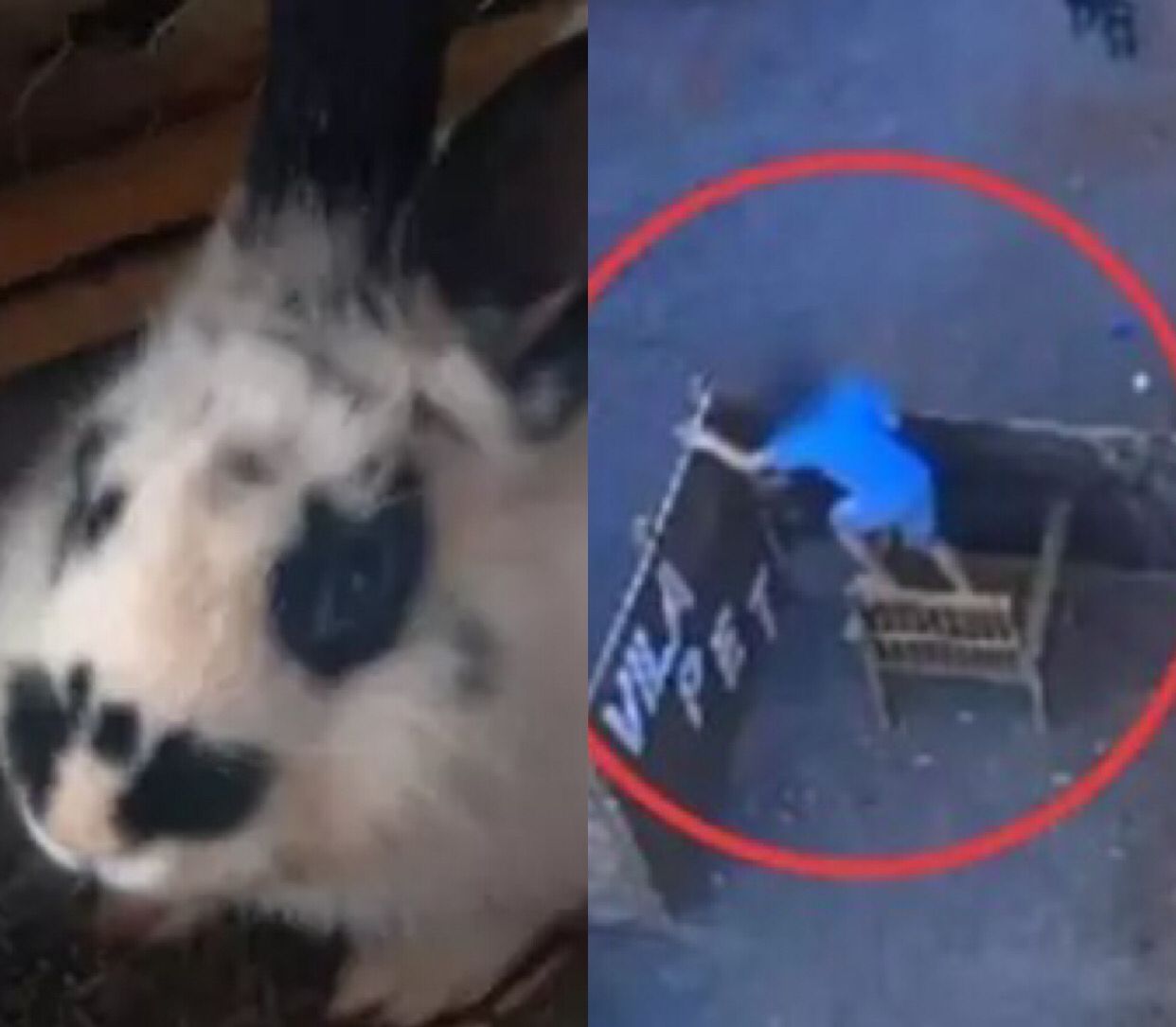 Coelha que sobreviveu a massacre de criança de 9 anos recebe nome de Vitória