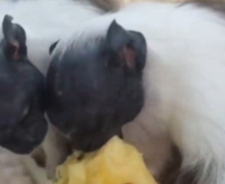 Família cobra proteção ao sauim-de-coleira e atenção da Amazonas Energia