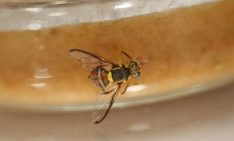 Manaus, Itacoatiara e Rio Preto da Eva entram em quarentena contra mosca-da-carambola