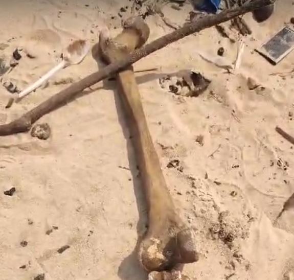 Partes de esqueleto são encontradas na orla da Feira da Manaus Moderna 