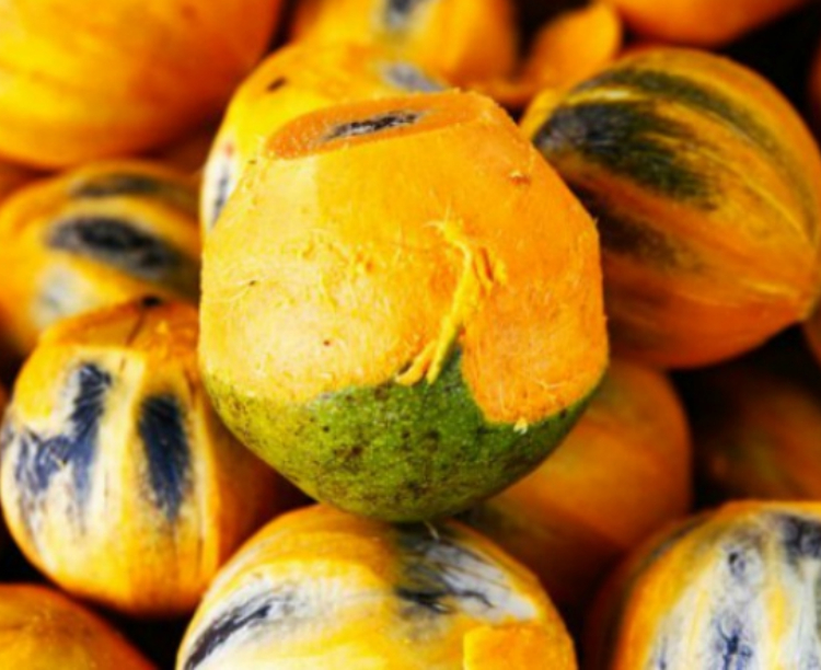 Manacapuru alerta população para evitar comer tucumã após morte de criança no Amazonas 