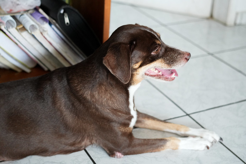 Campanha antirrábica em Manaus: 18 clínicas se unem à imunização de cães e gatos