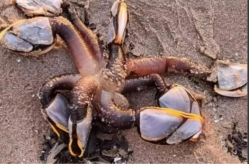 Criatura parecida com monstro de Stranger Things assusta banhistas em praia