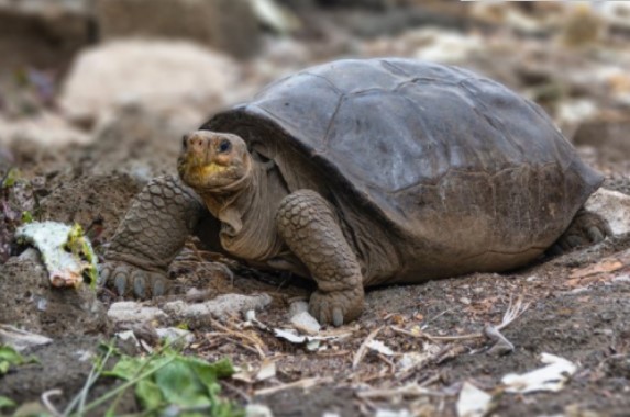 Tartaruga considerada extinta há 100 anos é encontrada em Galápagos 