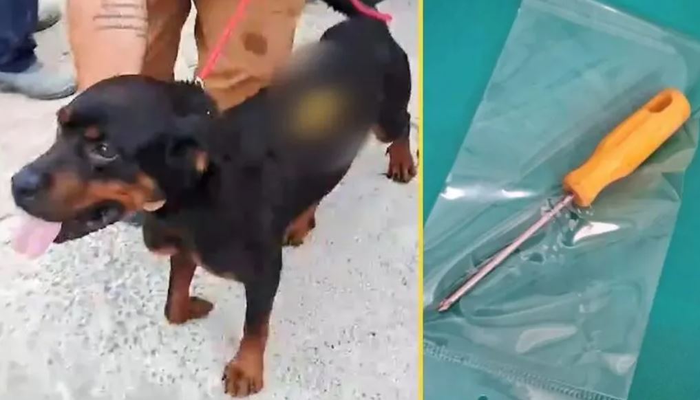 Mulher crava chave de fenda nas costas de cachorro que procurava comida no lixo