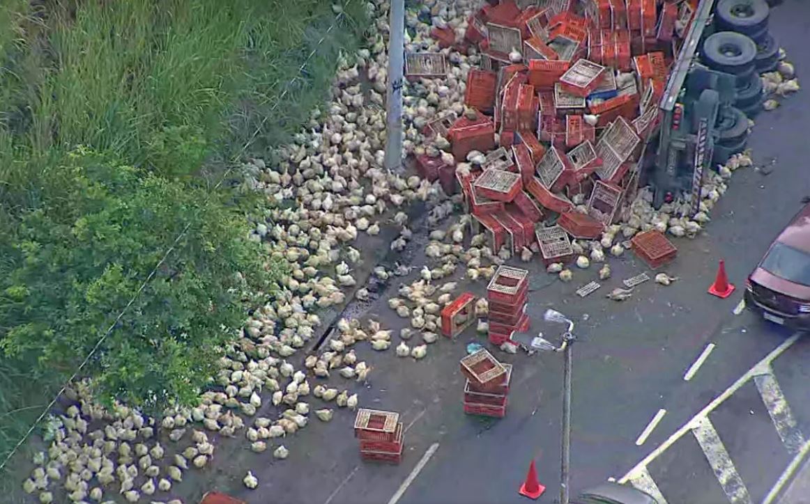 'Fuga das Galinhas': Carreta com aves vivas tomba e animais ficam espalhados na pista