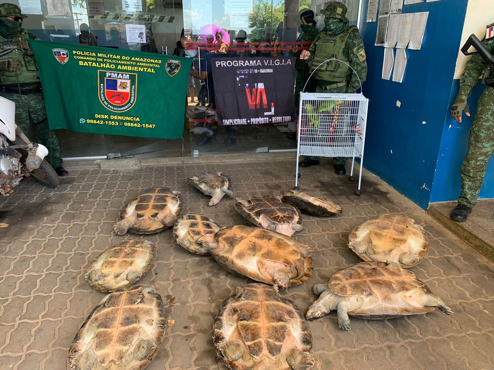 Quelônios e papagaios à venda são resgatados em flutuante no Amazonas