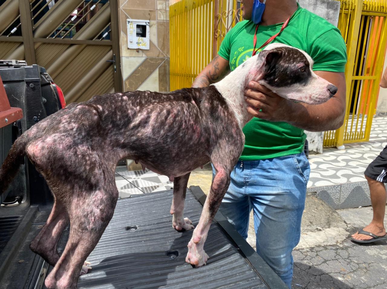 Com fome e no meio do lixo, animais são resgatados em Manaus
