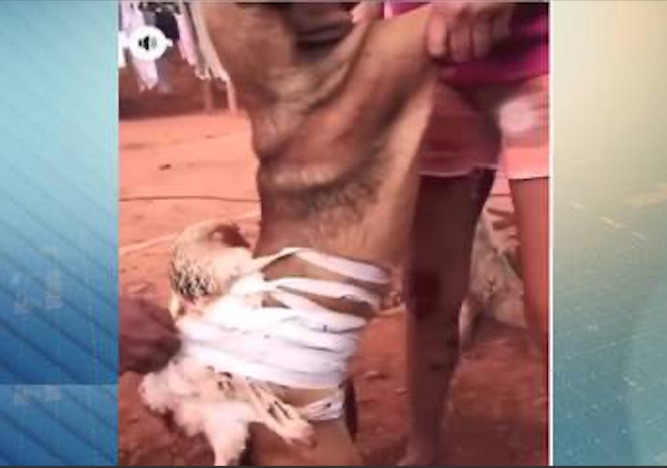 Casal é preso após amarrar explosivo em cachorro