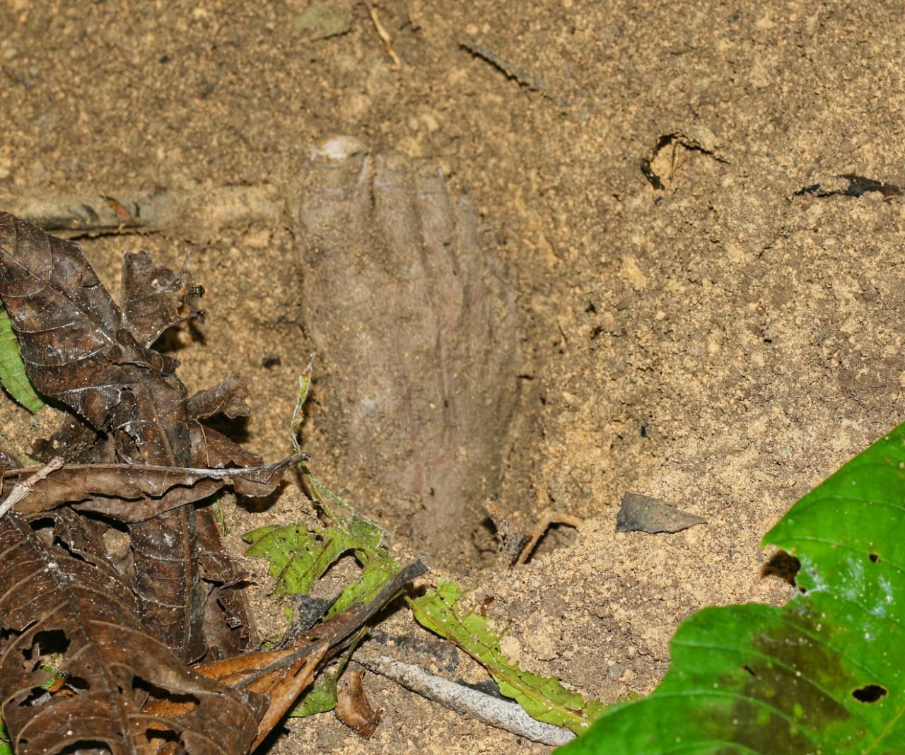 Jornalistas encontram corpo em cova rasa no meio da mata em Manaus