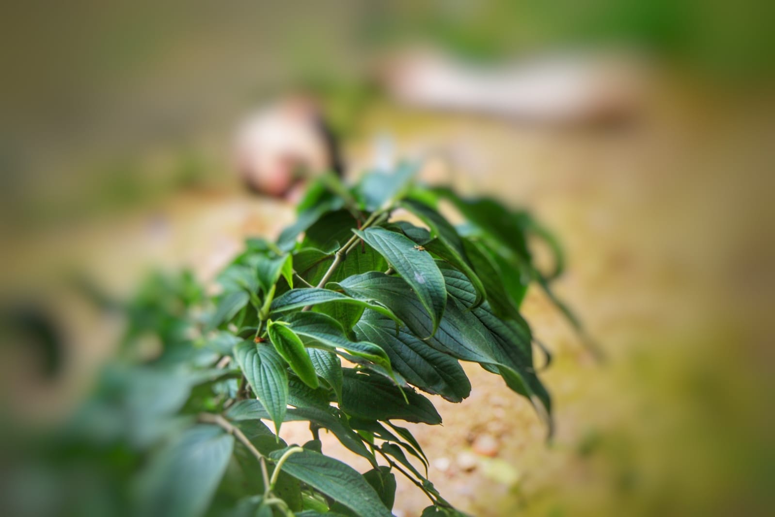 Cabeça e perna de homem são encontrados em igarapé de Manaus 