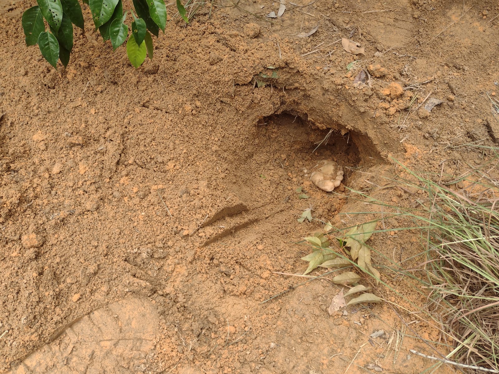 Covas com corpos enterrados de cabeça para baixo são encontradas em Manaus