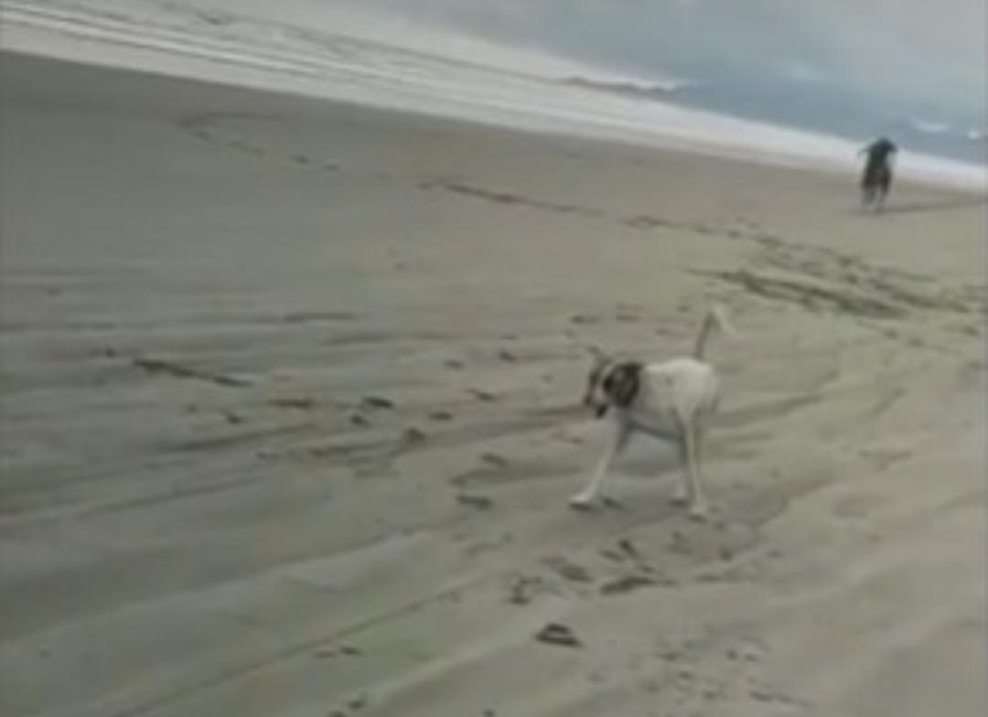 Vídeo: Corrida entre cavalos e motos termina com cachorro morto e mulher com braço quebrado