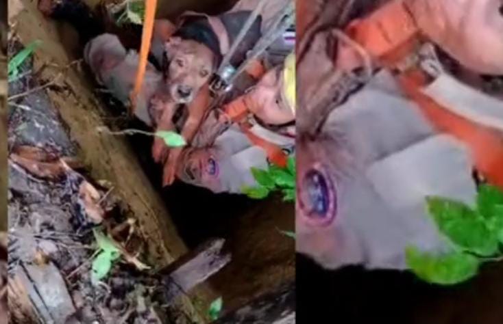 Cachorro é resgatado após cair em poço de 21 metros no Amazonas