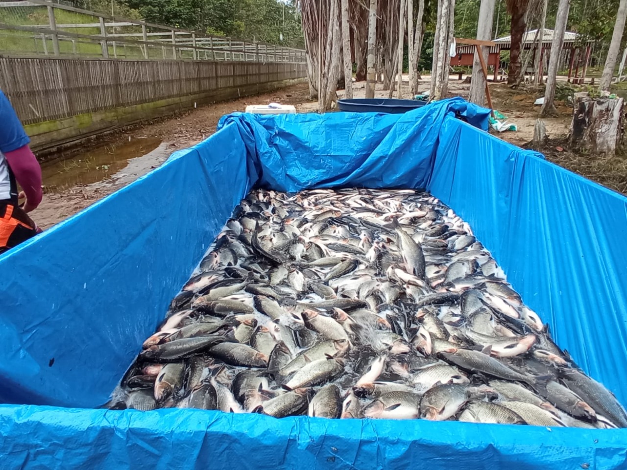 Sete toneladas de pescado são distribuídas para 3 mil famílias no Amazonas