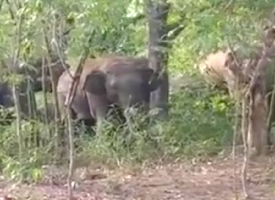 Elefante mata idosa, volta no funeral para pisotear corpo e chama manada para última 'vingança'