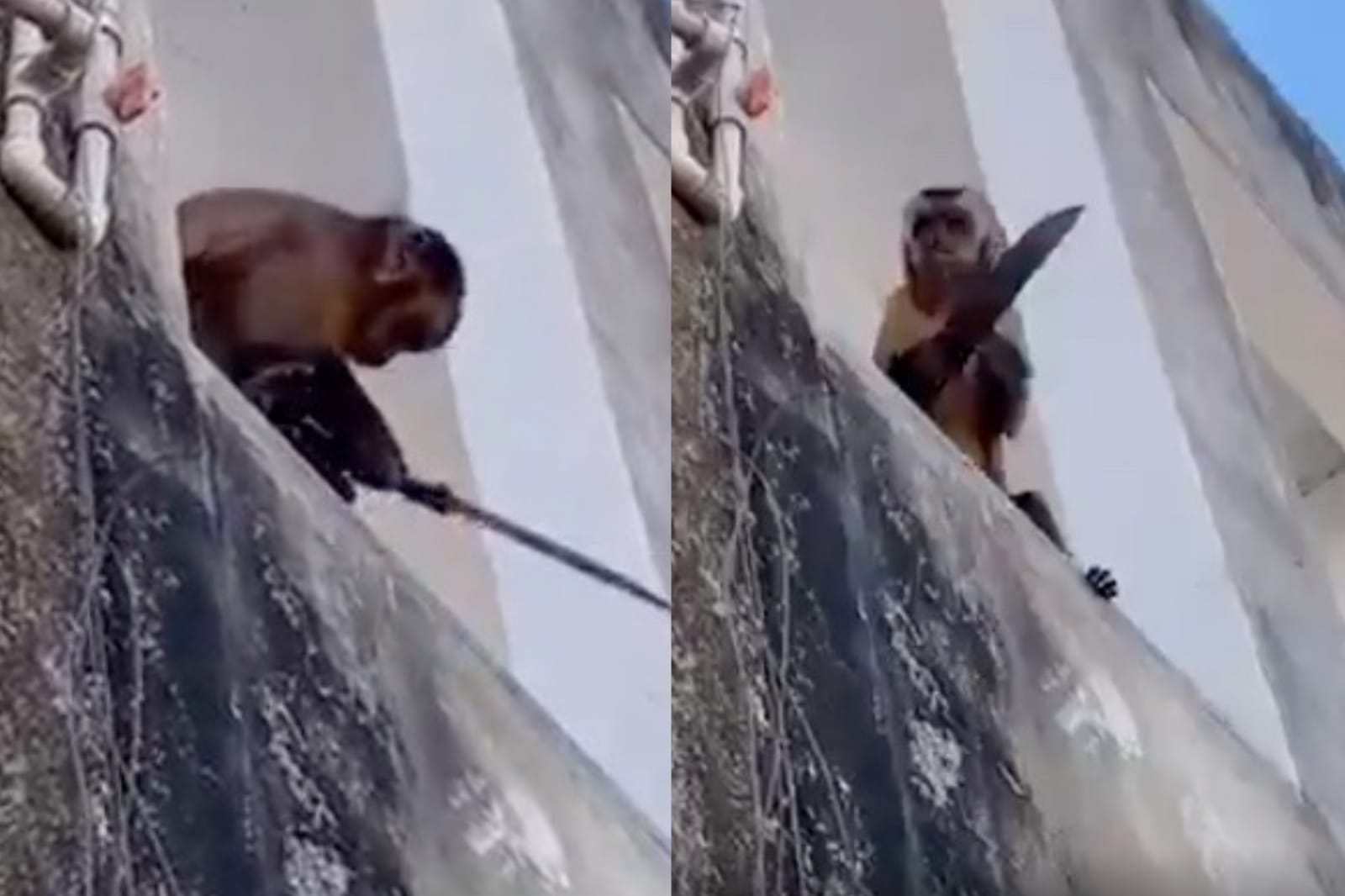 Macaco é flagrado 'amolando' faca em prédio; vídeo 