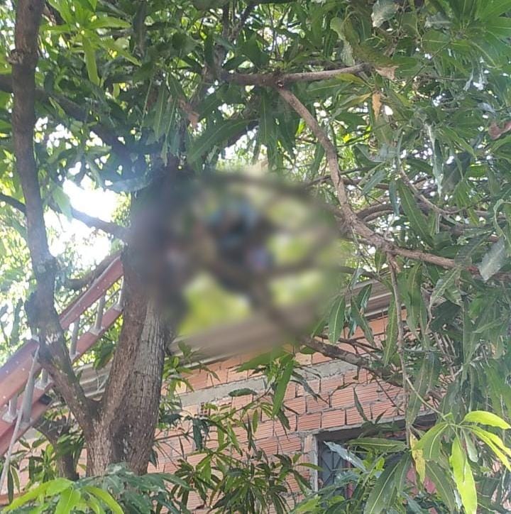 Homem morre eletrocutado após subir em árvore para apanhar mangas em Manaus