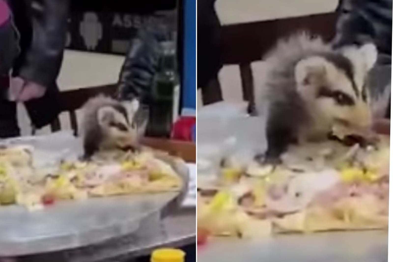 Gambá cai em pizza de aniversariante e rouba fatia em restaurante; vídeo