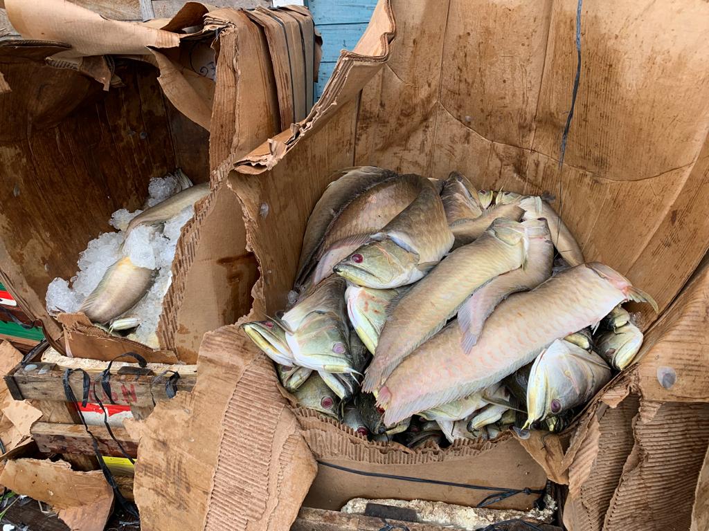 Quase duas toneladas de peixe ilegal são apreendidas em porto de Manaus 