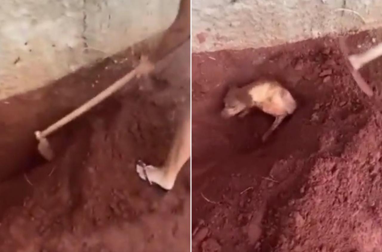 Idosa é presa após enterrar cachorra viva por se incomodar com latidos; vídeo