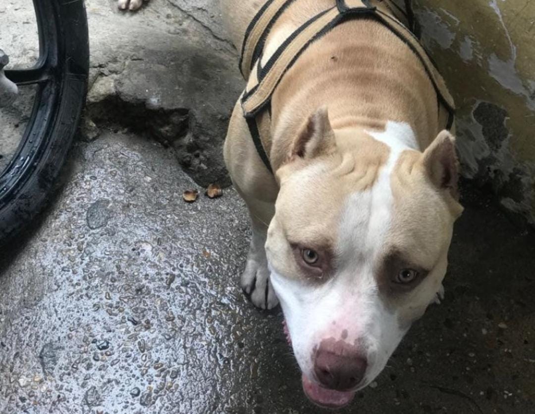 Homem que matou pitbull a facadas é solto após pagar fiança de R$ 3 mil em Manaus