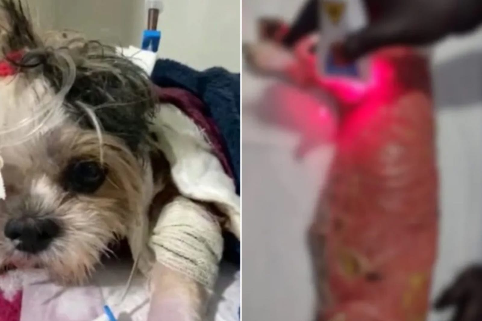 Shih-tzu morre após ser queimada por manta térmica durante cirurgia no olho