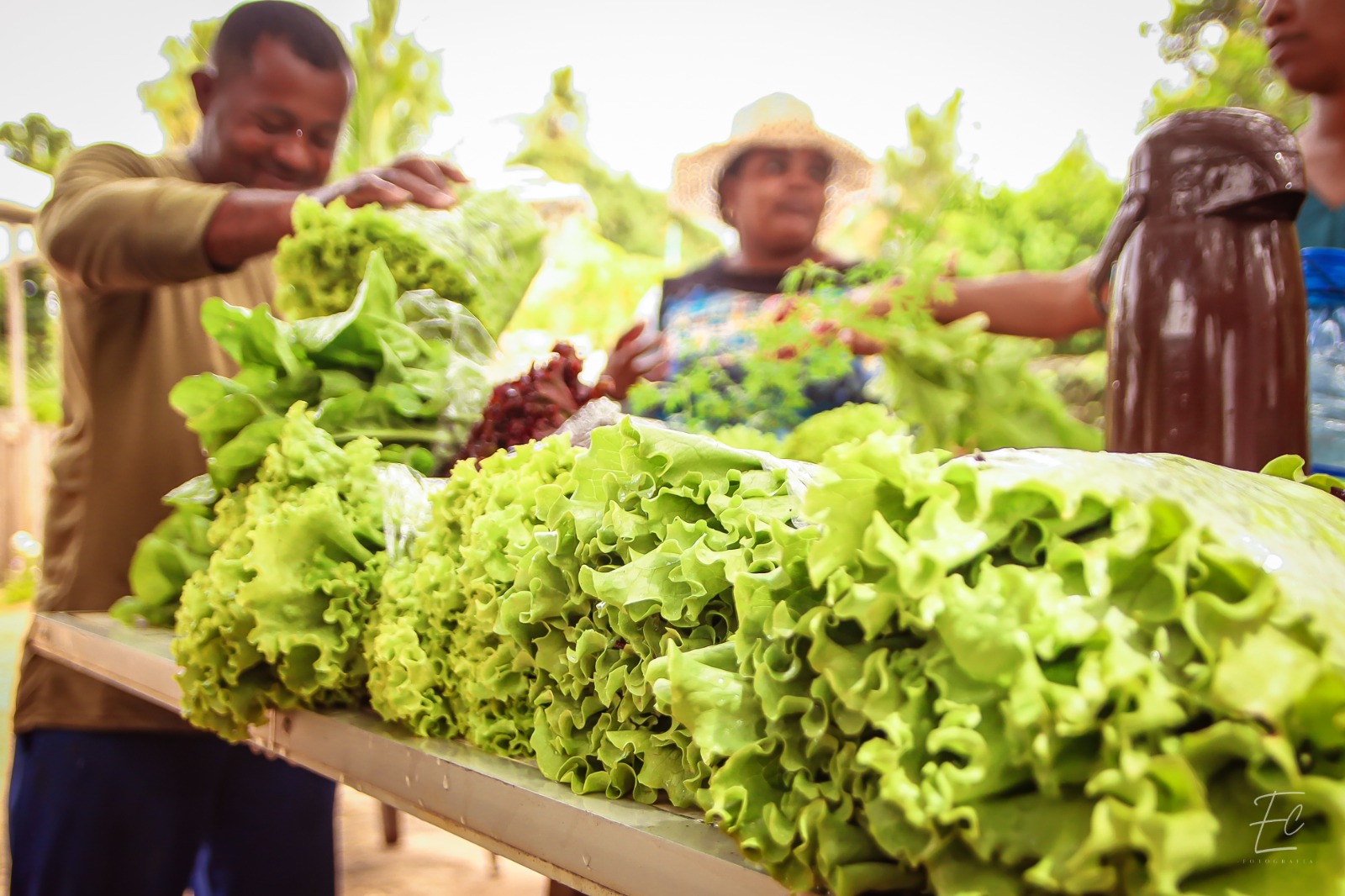 Projeto promove competências para estimular agricultura sustentável entre comunidades de Manaus