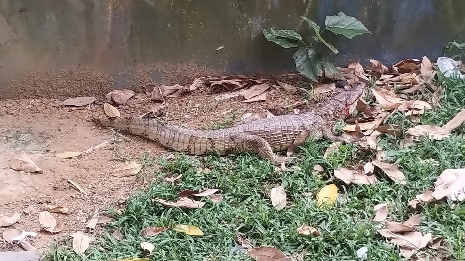 Jacaré ferido é flagrado na praia da Ponta Negra em Manaus