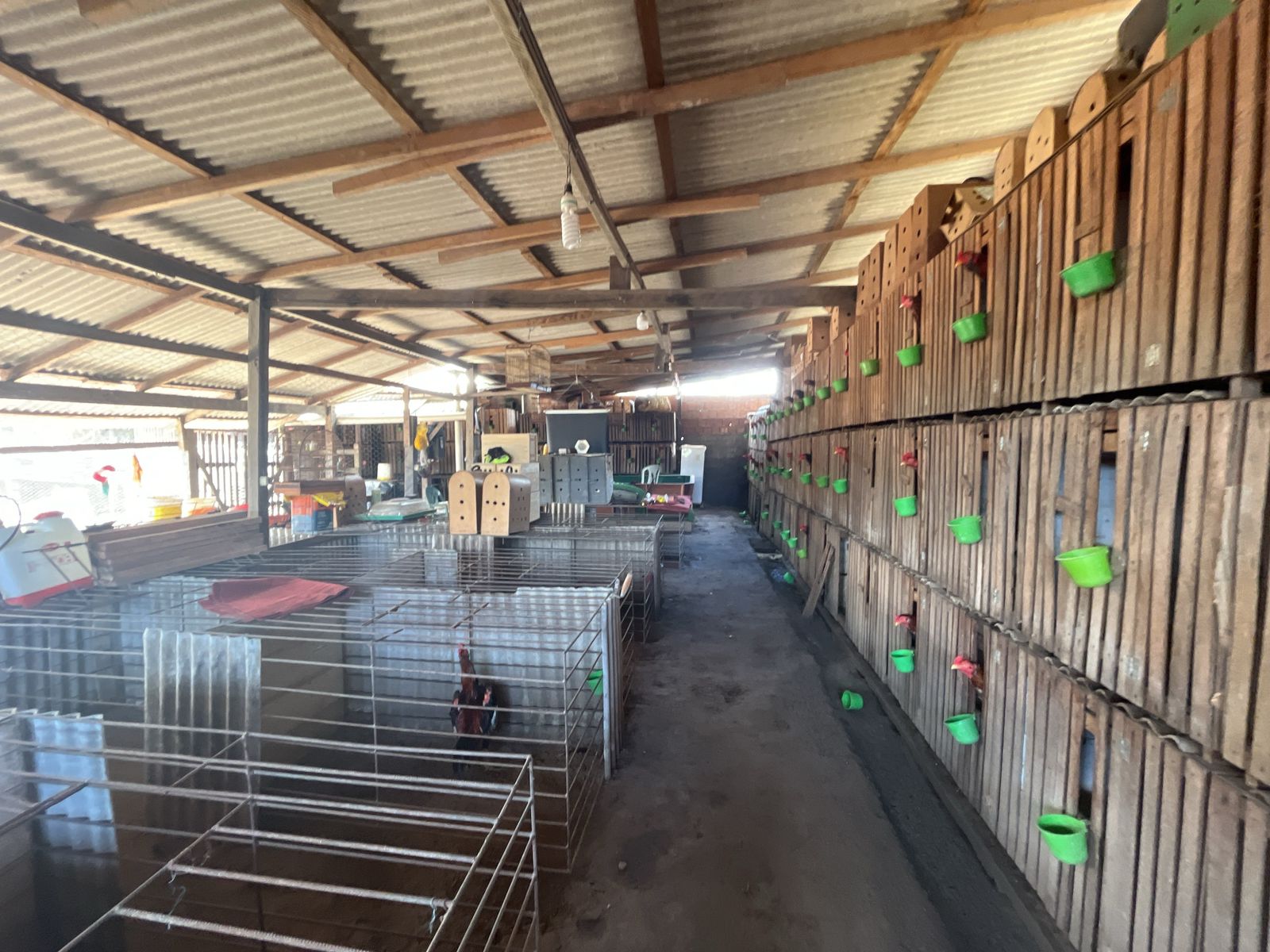 Operação do Ibama desmantela rinha de galo com 111 animais em situação de maus-tratos no Amazonas