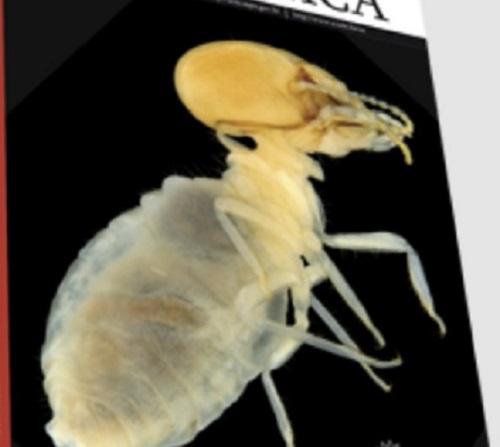 Pesquisadores da Ufam e INPA descobrem novo gênero e espécie de cupins na Amazônia