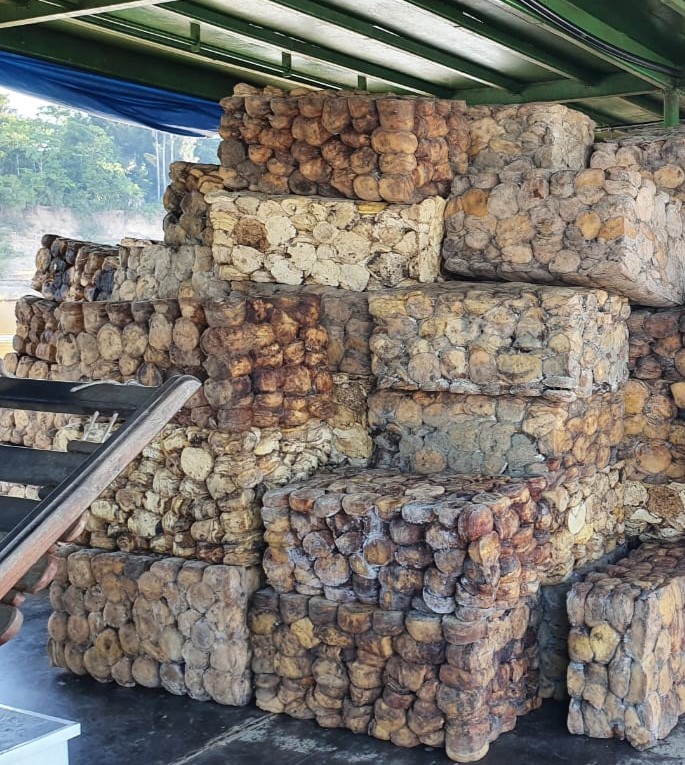 Extrativistas do Amazonas vendem 2 mil toneladas de borracha para multinacional de pneus